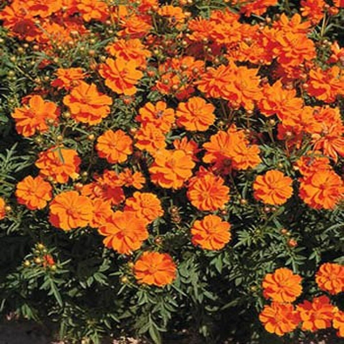 Kolokolo Store Cosmos Sulphur Orange 100 Seeds BOGO 50% off SALE