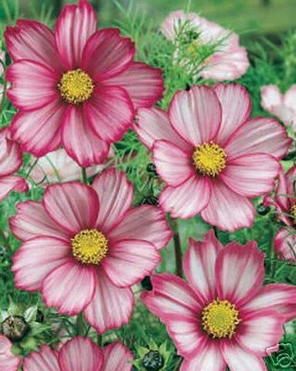 Kolokolo Store Cosmos Picotee Mix 100 Seeds BOGO 50% off SALE
