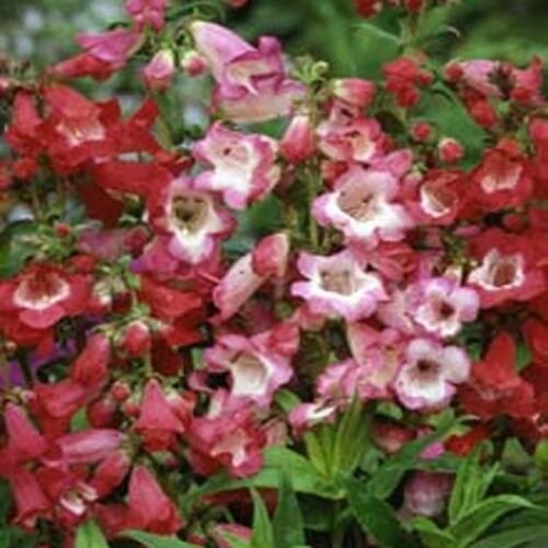 Kolokolo Store Penstemon Sensation Mix Hartwegii 100 Seeds BOGO 50% off SALE