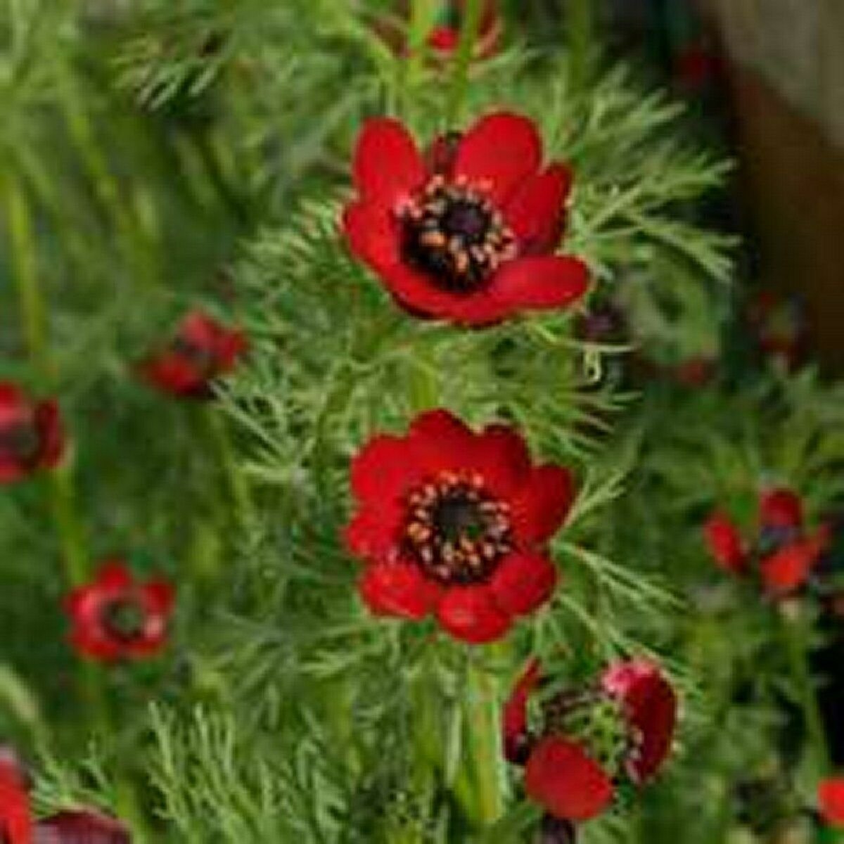 Kolokolo Store Adonis Pheasant's Eye 50 Seeds BOGO 50% off SALE