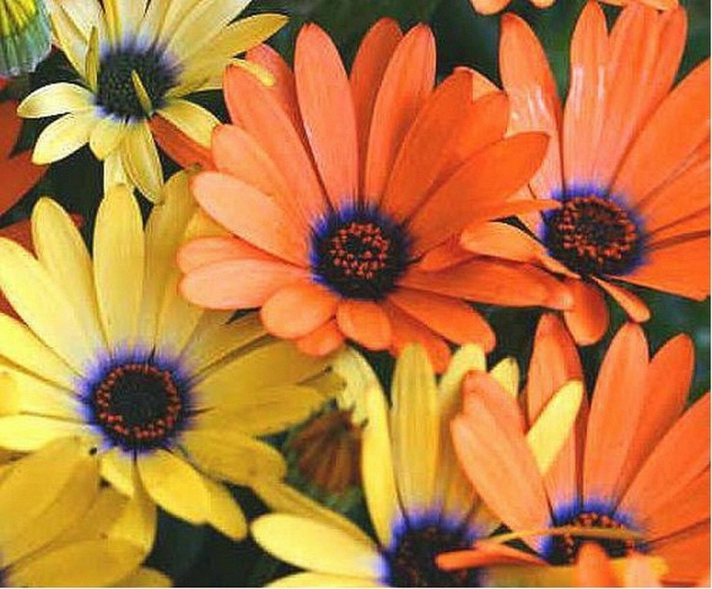 Kolokolo Store African Daisy Mixed 100 Seeds BOGO 50% off SALE