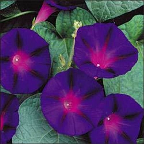 Kolokolo Store Morning Glory Grandpa Ott 100 Seeds BOGO 50% off SALE