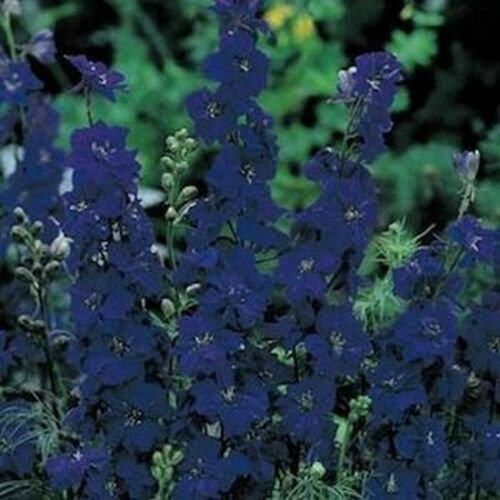 Kolokolo Store Delphinium / Larkspur Blue Spire 50 Seeds BOGO 50% off SALE