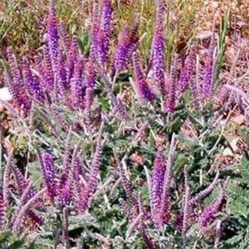 Kolokolo Store Leadplant Amorpha Canescens 50 Seeds BOGO 50% off SALE