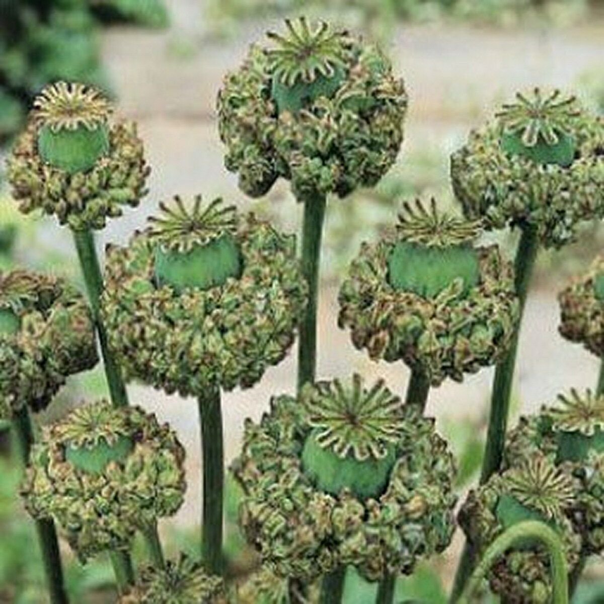 Kolokolo Store Peony Poppy Hens & Chicks 100 Seeds BOGO 50% off SALE