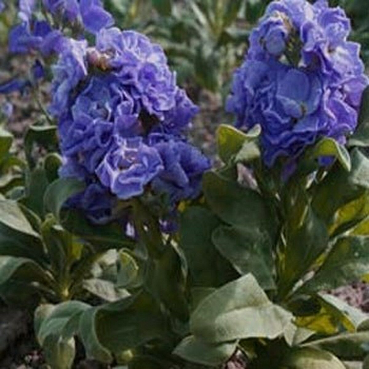 Kolokolo Store Stock Matthiola Incana Blue 50 Seeds BOGO 50% off SALE