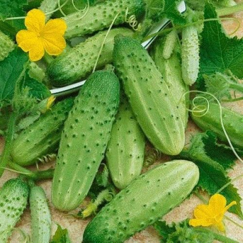 Kolokolo Store cucumber, CAROLINA CUCUMBER, Pickling 28 Seeds, GroCo buy US USA