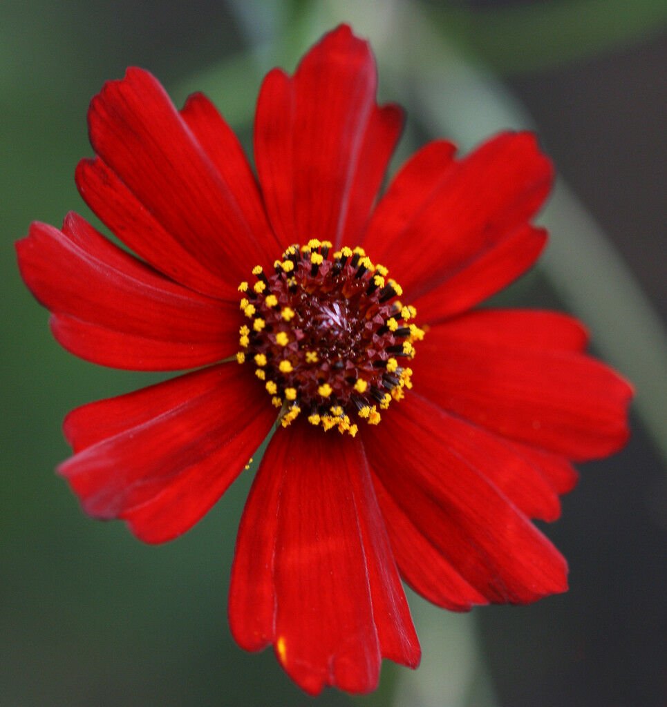 Kolokolo Store coreopsis, PLAINS, DWARF RED , 450 seeds GroCo