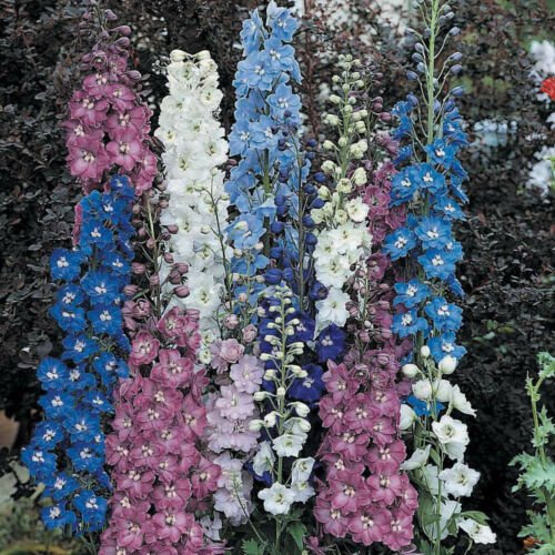 Kolokolo Store delphinium, PACIFIC GIANT MIX perennial, 10 seeds groco*