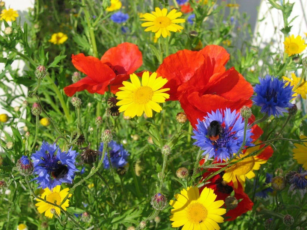 Kolokolo Store lot of 250 packets, flower seeds packets, minimum 5 varieties, groco