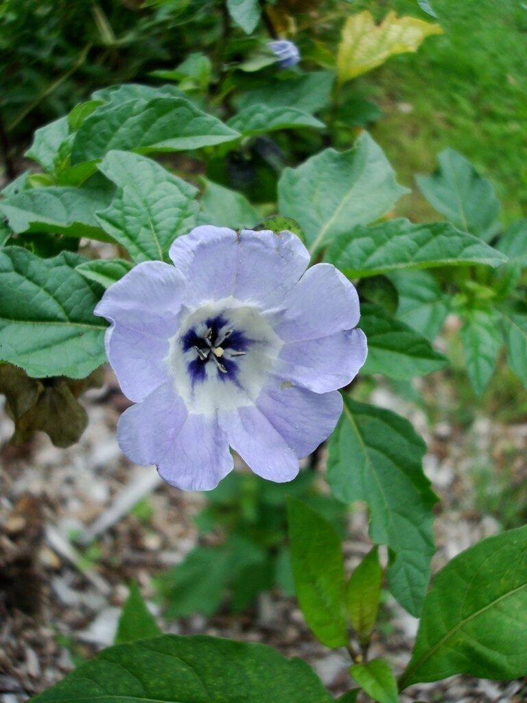Kolokolo Store shoo fly, nicandra, SHOOFLY, lavender blue flowers, 25 seeds GroCo*.