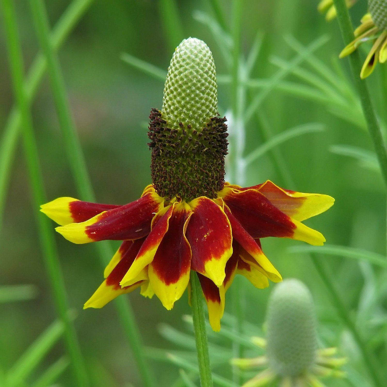 Kolokolo Store mexican hat, 400 seeds, GREAT CUT FLOWER GroCo.