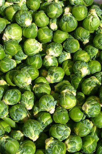 Kolokolo Store brussel sprouts, BRUSSELS SPROUT, 520 SEEDS GroCo US USA