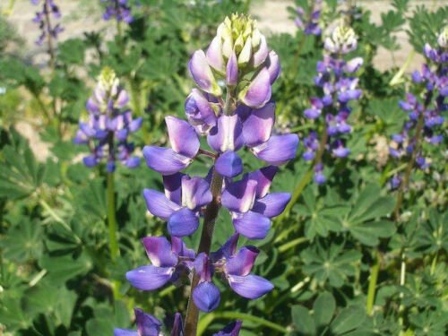 Kolokolo Store lupine, ANNUAL, arroyo, QUICK COLOR, 40 seeds GroCo