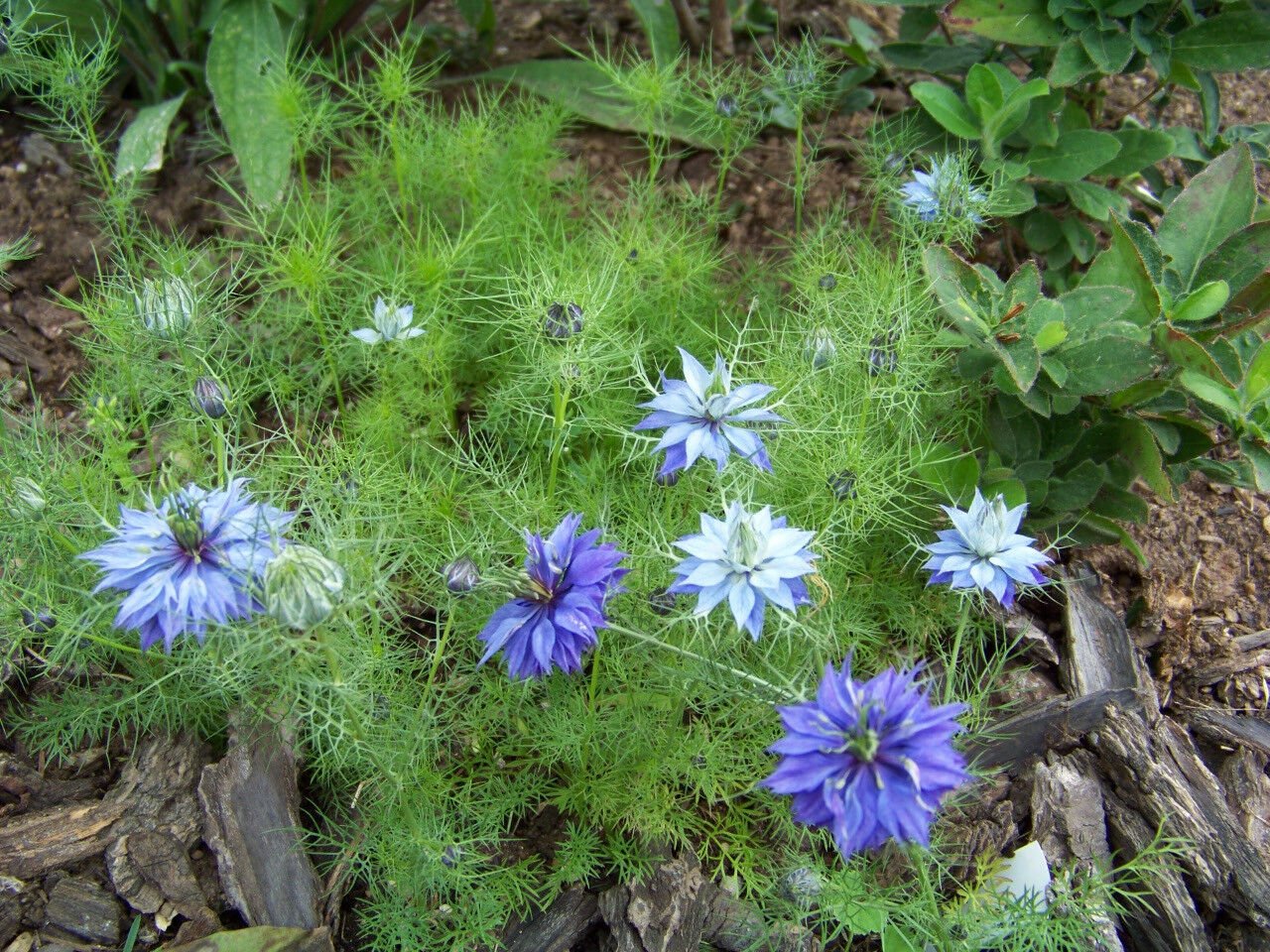 kolokolo-store-love-in-a-mist-blue-loveinamist-flower-850-seeds-groco