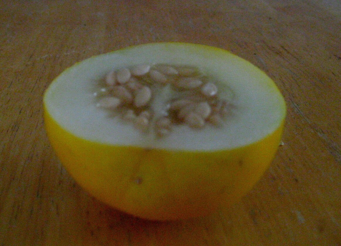 Kolokolo Store vine peach, PRODUCES 1ST YEAR, 25 seeds GroCo