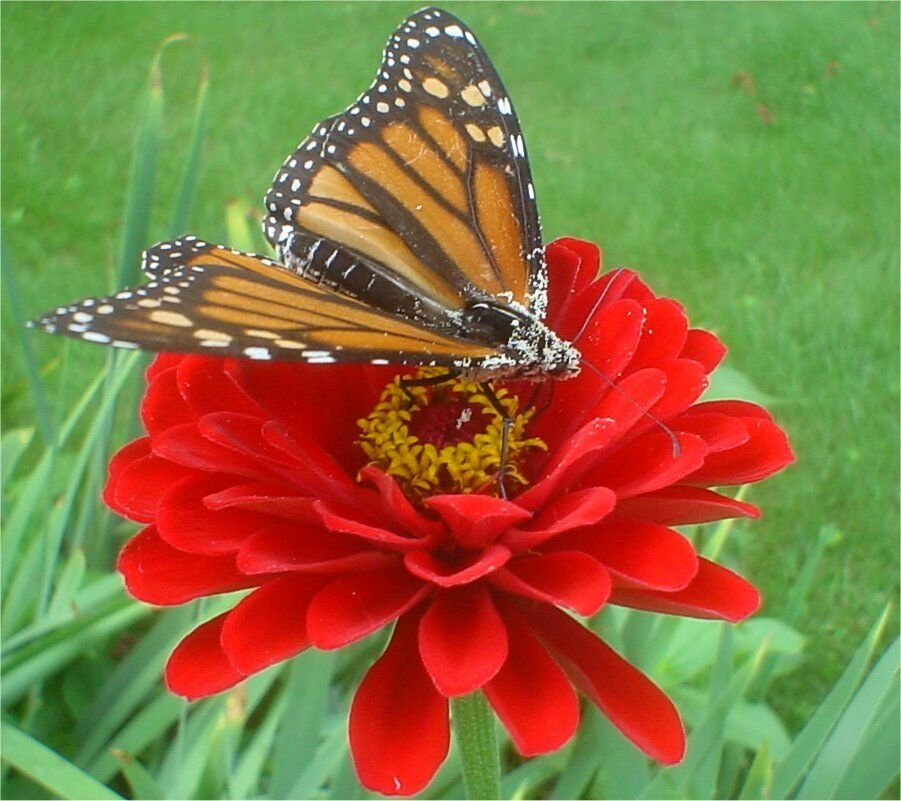 Kolokolo Store zinnia, CHERRY QUEEN, dark red double, 150 seeds GroCo US USA