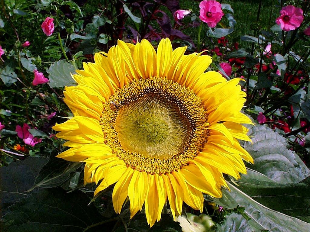 Kolokolo Store sunflower, SUNSPOT DWARF, 2 FT TALL, yellow flower, 45 seeds GroCo#