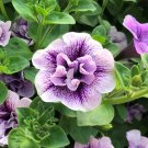Kolokolo Store 50 Double Purple White Petunia Seeds Containers Hanging Baskets Flowers Seed 978