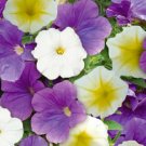 Kolokolo Store 50 Yellow White Purple Mix Petunia Seeds Containers Hanging Baskets Seed 967
