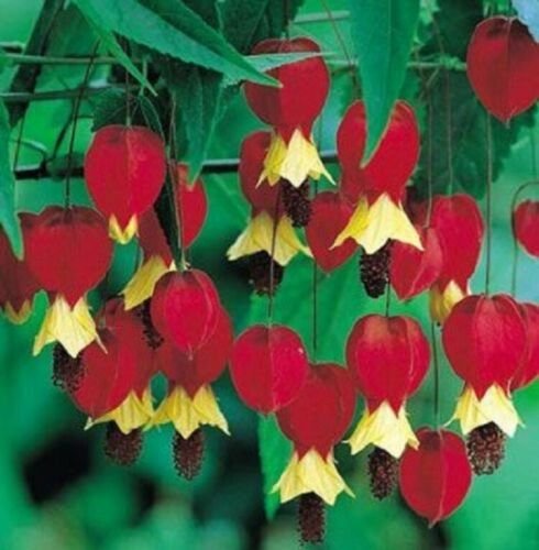 Kolokolo Store 25 Rare Red Yellow Bleeding Heart Seeds DicentraSpectabilis Shade Flower 590