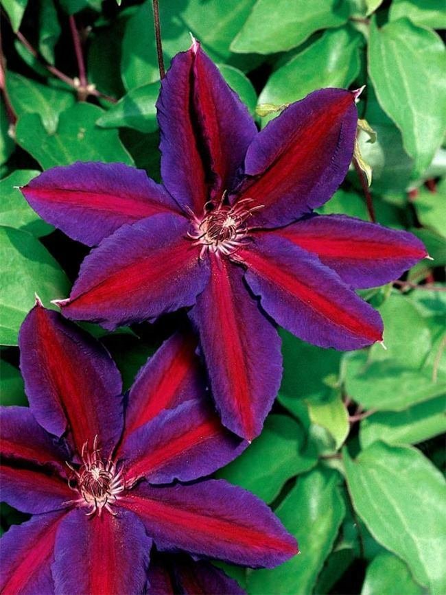 Kolokolo Store 25 Purple Red Clematis Seeds Large Bloom Climbing