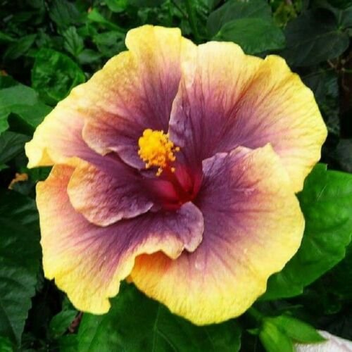 Kolokolo Store 20 Purple Yellow Hibiscus Seeds Perennial Hardy Seed ...