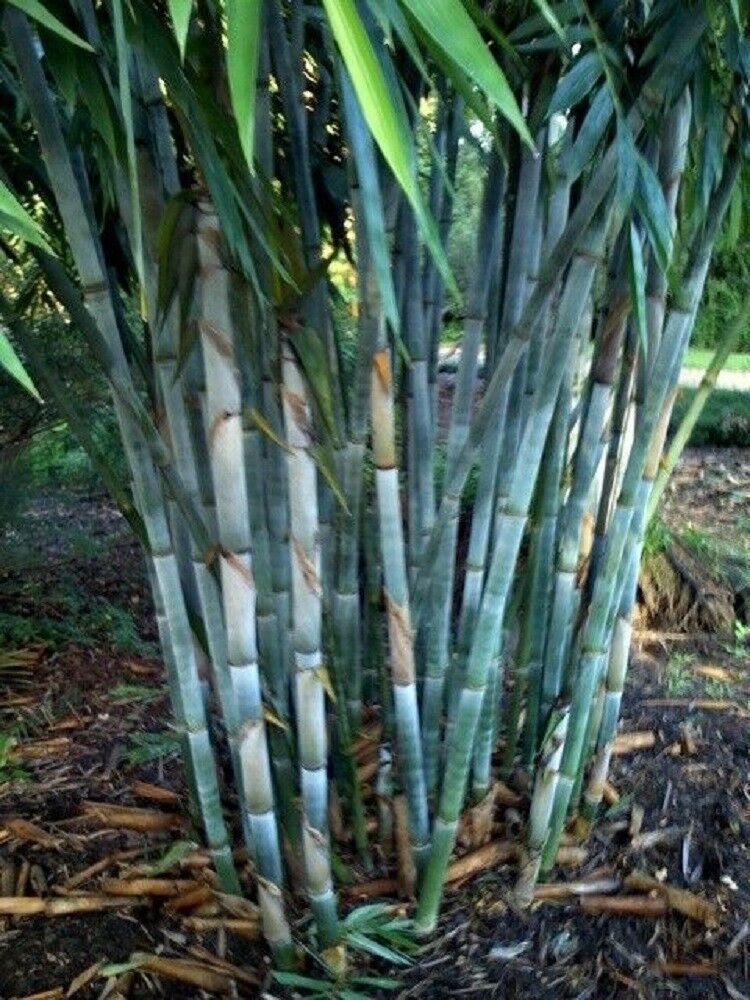 Kolokolo Store 50 Rare Blue Bamboo Seeds Privacy Plant Garden Clumping ...