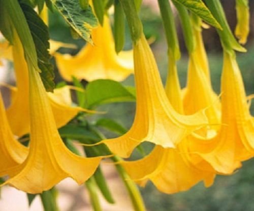 Kolokolo Store 10 Yellow Angel Trumpet Seeds Brugmansia Datura Flower Fragrant Small Garden 298