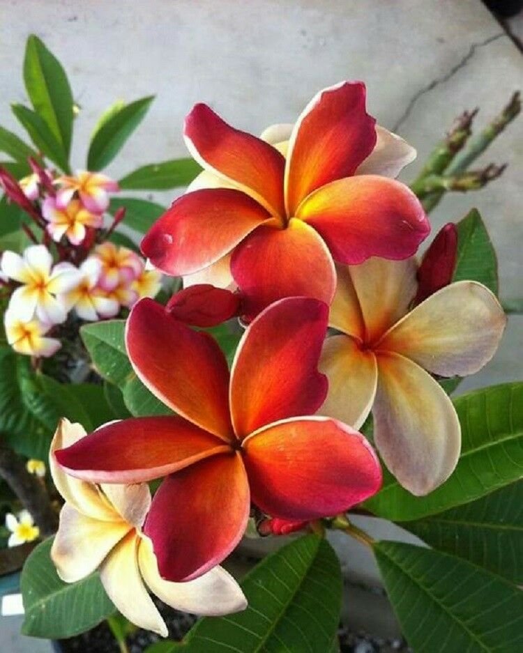 Kolokolo Store 5 Dark Orange Plumeria Seeds Plants Flower