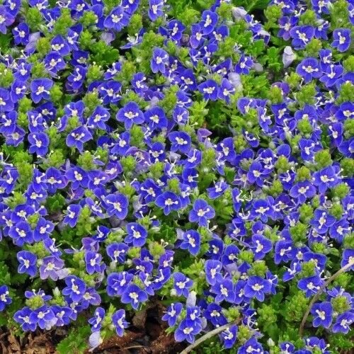 Kolokolo Store 100 Blue Alyssum Seeds Carpet Flower Sweet Royal Boarder Plant Garden Seed