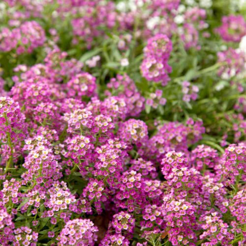 Kolokolo Store 100 Pink Alyssum Seeds Carpet Flower Sweet Royal Flower Flowers Seed Boom 293