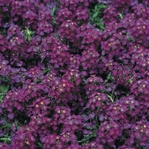 Kolokolo Store 100 Dark Purple Alyssum Seeds Carpet Flower Sweet Royal Boarder Plant Garden 289