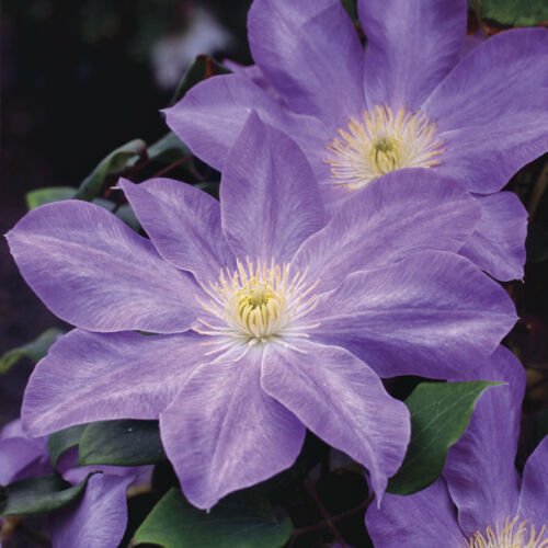 Kolokolo Store 25 Light Purpl Clematis Seeds Bloom Climbing Perennial Flowers Flower Seed 780