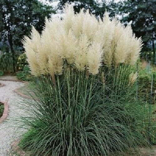 Kolokolo Store 100 Cream Pampas Grass Seeds Perennial Flowering ...