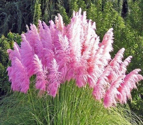 Kolokolo Store 100 Pink Pampas Grass Seeds Perennial Flowering ...