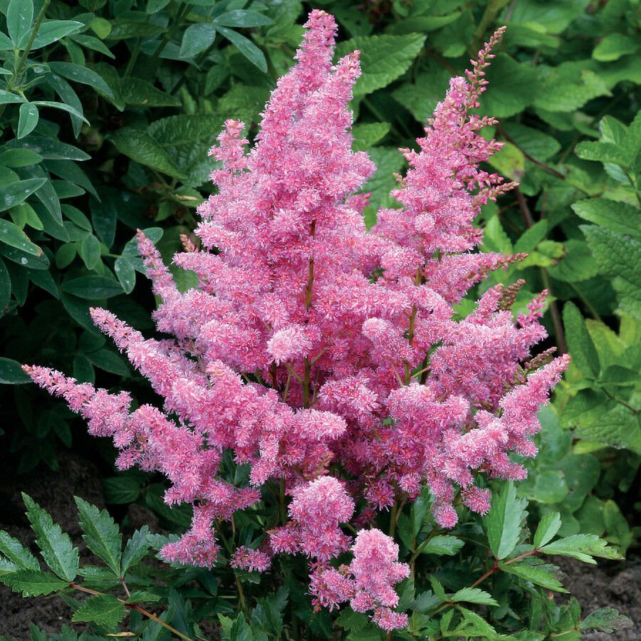 Kolokolo Store 50 Pink Astilbe Seeds Bunter Shade Perennial Garden ...