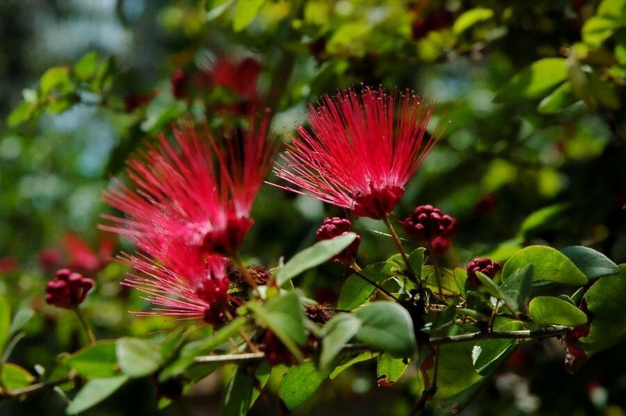 Kolokolo Store 5 Red Mimosa Tree Seeds Silk Tree Albizia