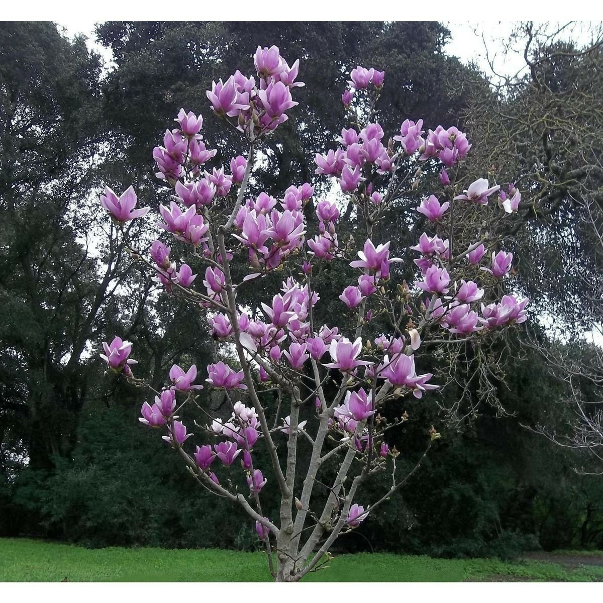 Kolokolo Store 5 Purple Magnolia Seeds LILY FLOWER TREE Fragrant Tulip