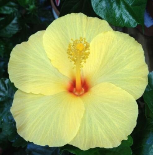 Kolokolo Store 20 Light Yellow Hibiscus Seeds Perennial Tropical Flower Garden Hardy Seed 2517