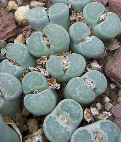 Kolokolo Store LITHOPS SALICOLA rare exotic living stones ice plant succulent seed 30 seeds