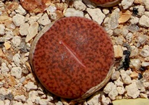 Kolokolo Store Lithops Mariae C141, rare plant exotic living stones ice succulent seed 30 SEEDS
