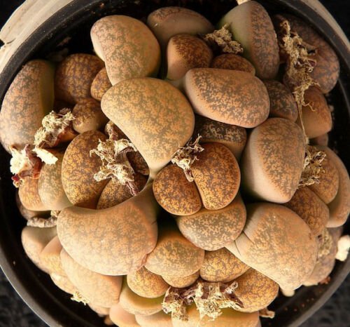 Kolokolo Store Lithops lesliei minor Witblom rare living stone rock exotic mesemb seed 30 SEEDS