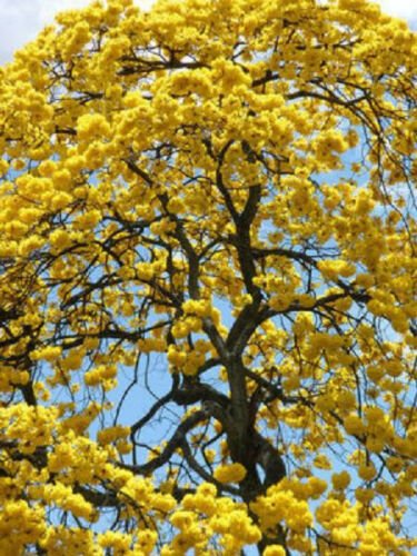 Kolokolo Store TABEBUIA CARAIBA exotic yellow trumpet flowering tree bonsai gold seed 100 seeds