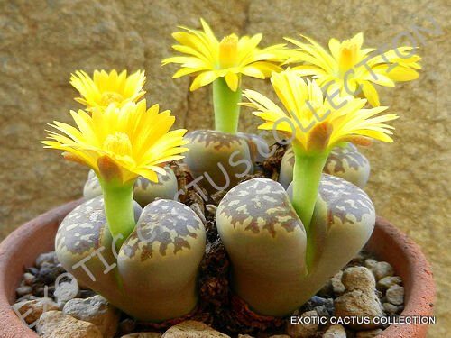 Kolokolo Store RARE LITHOPS DOROTHEAE, exotic living stone bonsaisucculent plant seed 50 SEEDS
