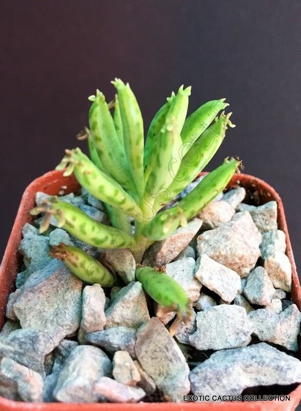 Kolokolo Store BRYOPHYLLUM DELAGOENSE rare chandelier plant succulent mother of millions 2"