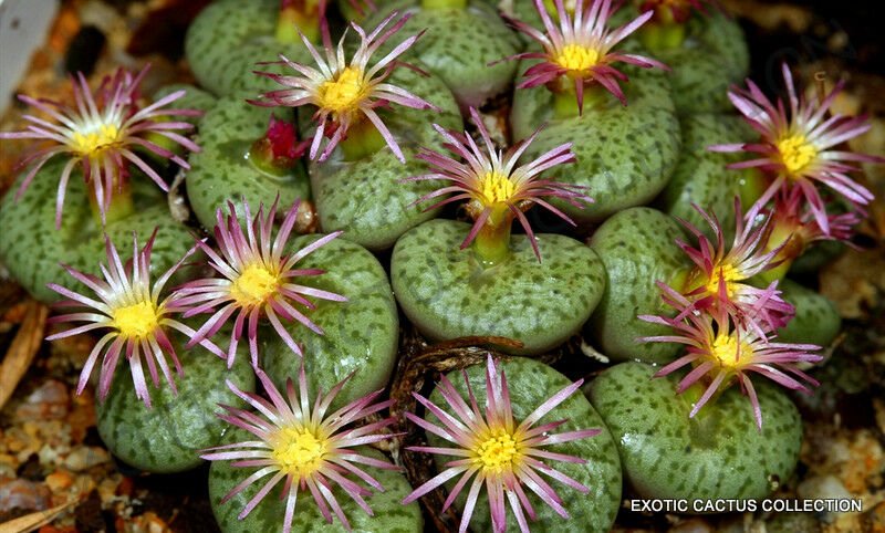 Kolokolo Store RARE CONOPHYTUM OBCORDELLUM SSP CERESIANUM @@ living stones mesemb seed 15 SEEDS