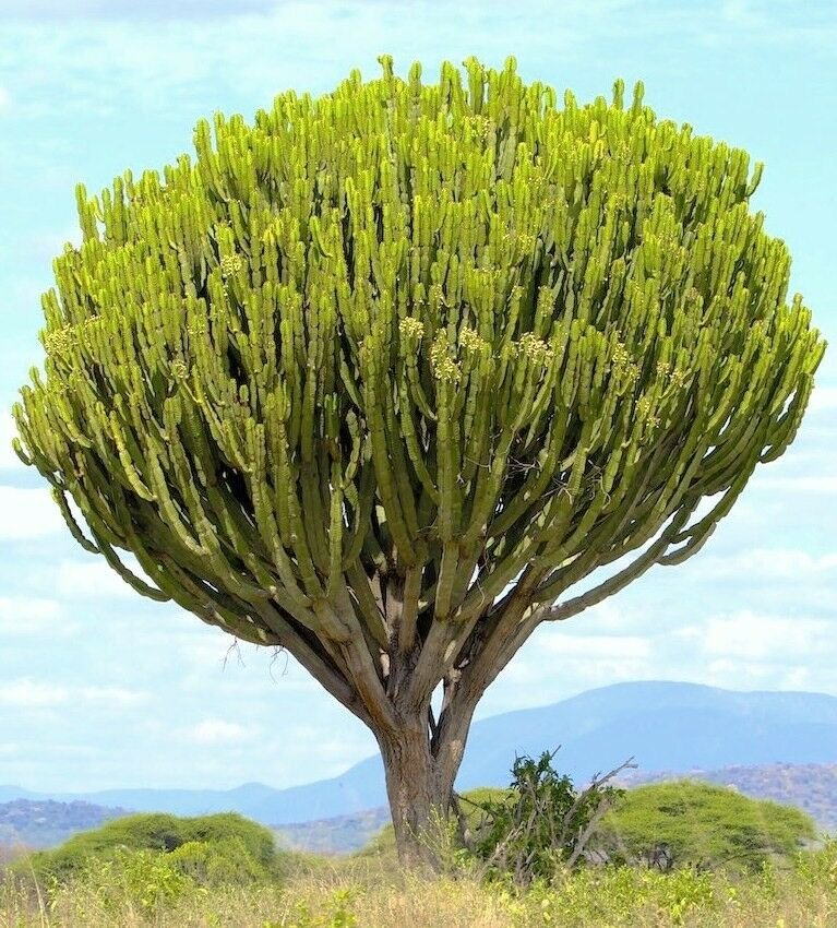 Kolokolo Store RARE EUPHORBIA INGENS CANDELABRUM exotic cactus Candelabra Tree seed 5 seeds
