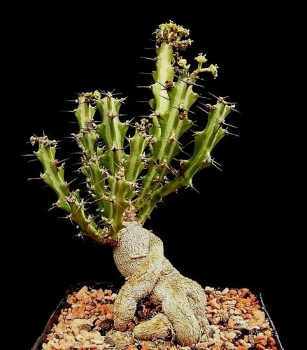 Kolokolo Store RARE EUPHORBIA KNUTII exotic african bonsai caudex africa succulent seed 5 seeds