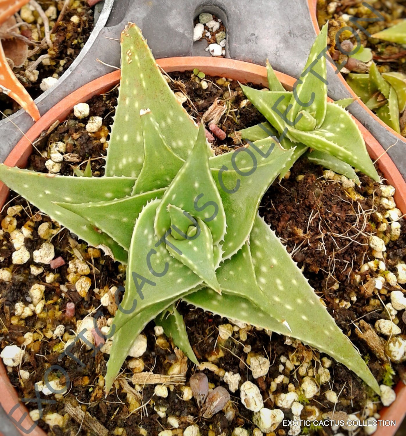 Kolokolo Store RARE ALOE BLUE MIST @ exotic medicinal gel succulent desert plant seed 50 SEEDS